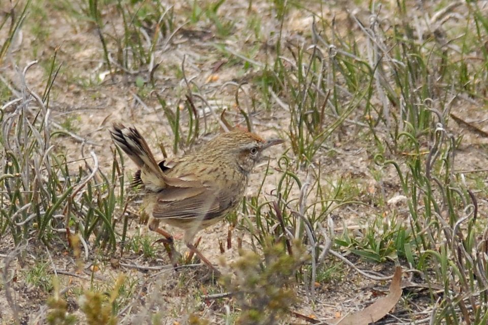 Rufous Fieldwren (Calamanthus campestris)